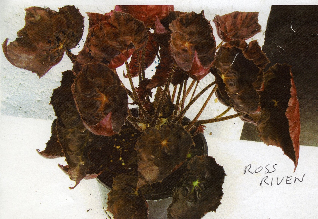 B. ‘Ross Riven’